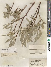 Salix orestera image