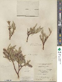 Salix orestera image