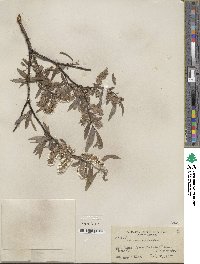 Salix orestera image