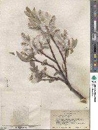 Salix orestera image