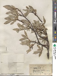 Salix orestera image