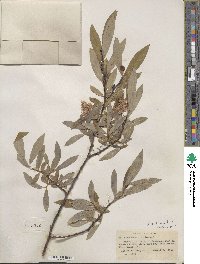 Salix orestera image