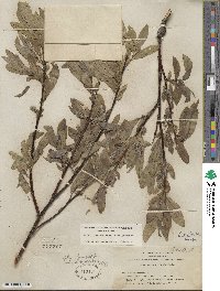 Salix orestera image