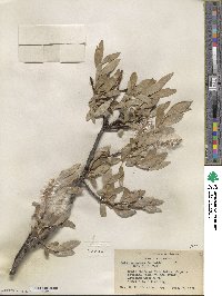 Salix orestera image