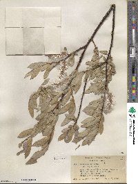 Salix orestera image