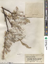 Salix orestera image