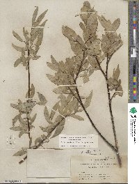 Salix orestera image