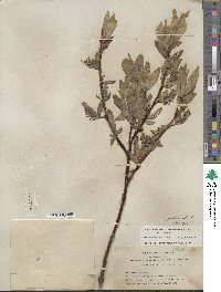 Salix orestera image