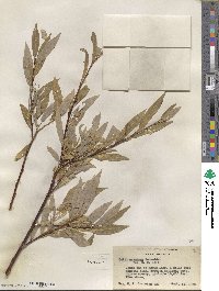 Salix orestera image