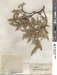 Salix orestera image