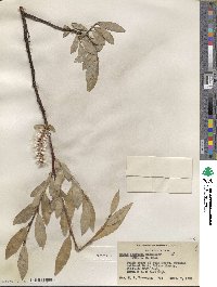 Salix orestera image