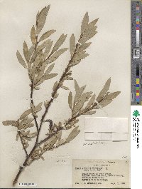 Salix orestera image