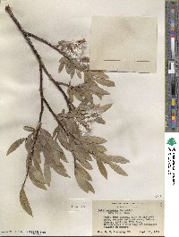 Salix orestera image