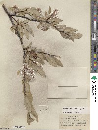 Salix orestera image