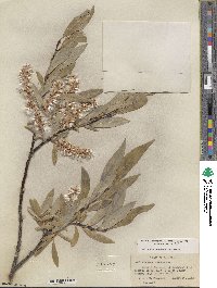 Salix orestera image