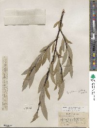 Salix orestera image