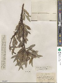 Salix orestera image