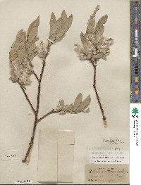 Salix orestera image