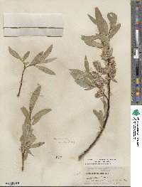 Salix orestera image