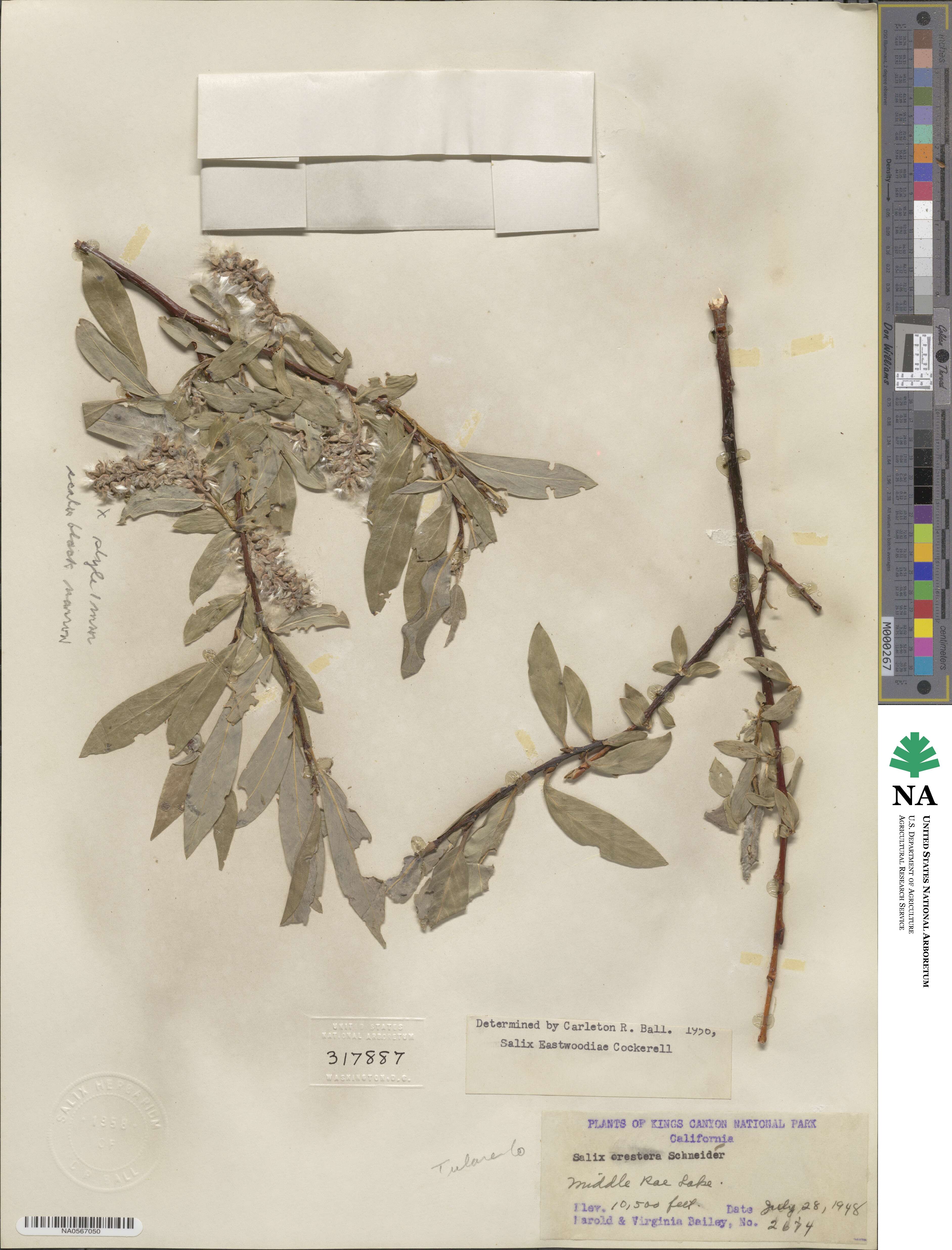 Salix orestera image