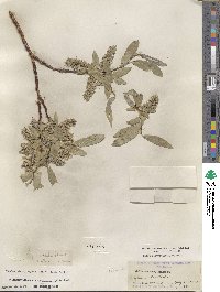 Salix orestera image