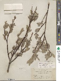 Salix orestera image