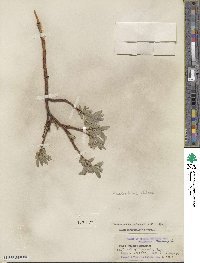 Salix orestera image