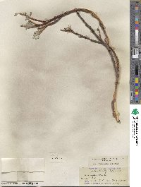 Salix orestera image