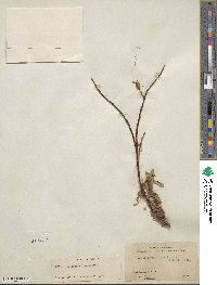 Salix ovalifolia image