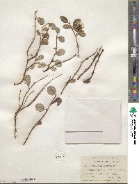 Salix ovalifolia image