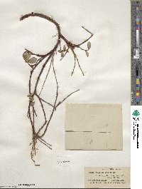 Salix ovalifolia image