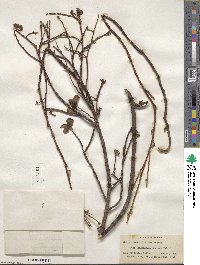 Salix ovalifolia image