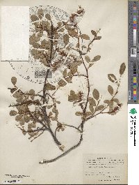 Salix ovalifolia image