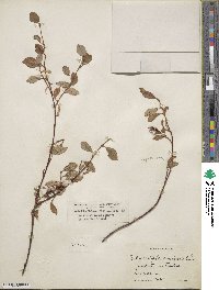 Salix ovalifolia image