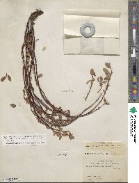 Salix ovalifolia image