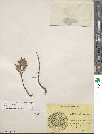 Salix ovalifolia image