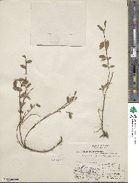 Salix ovalifolia image