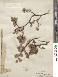 Salix ovalifolia var. cyclophylla image