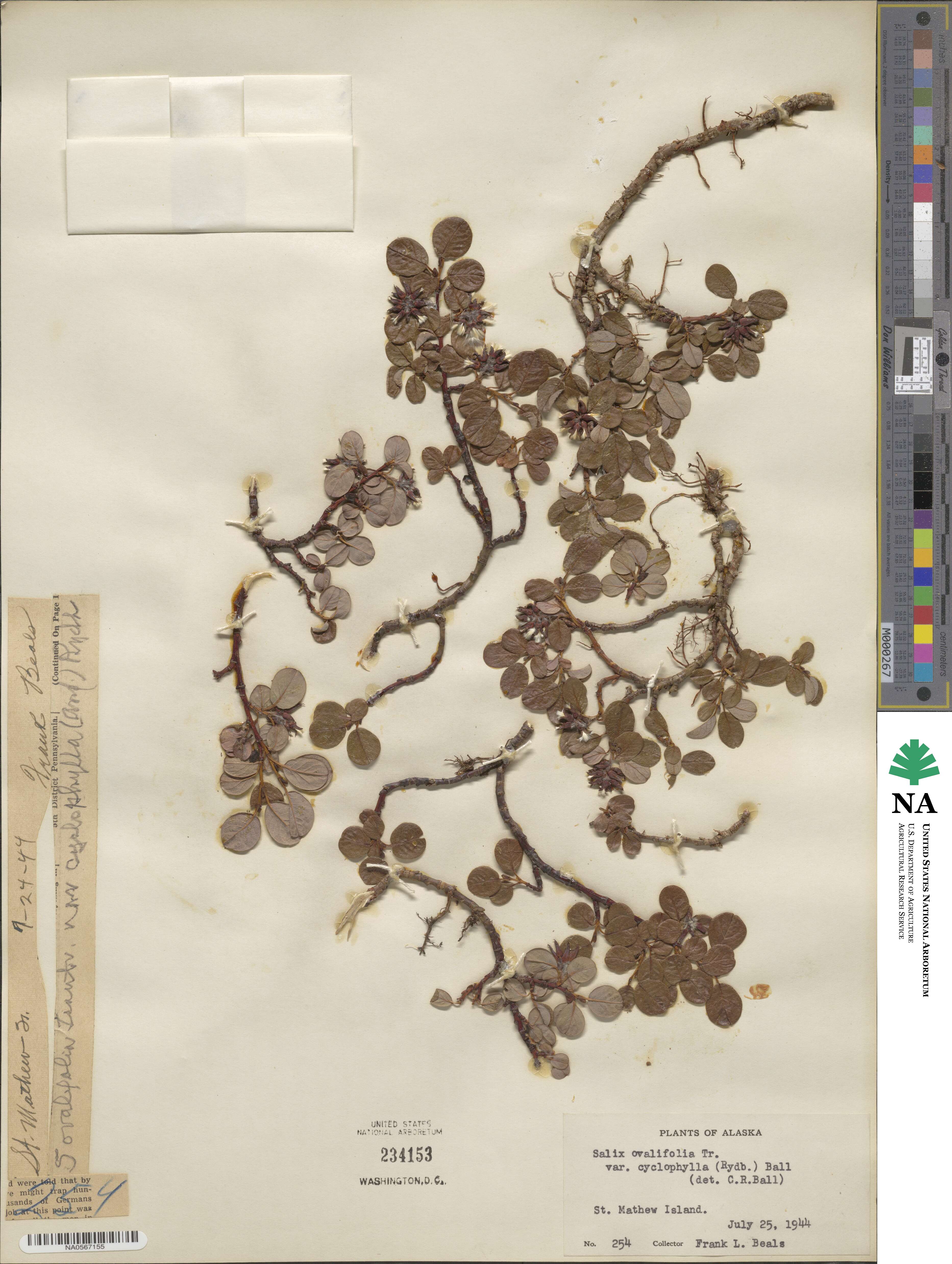 Salix ovalifolia var. cyclophylla image