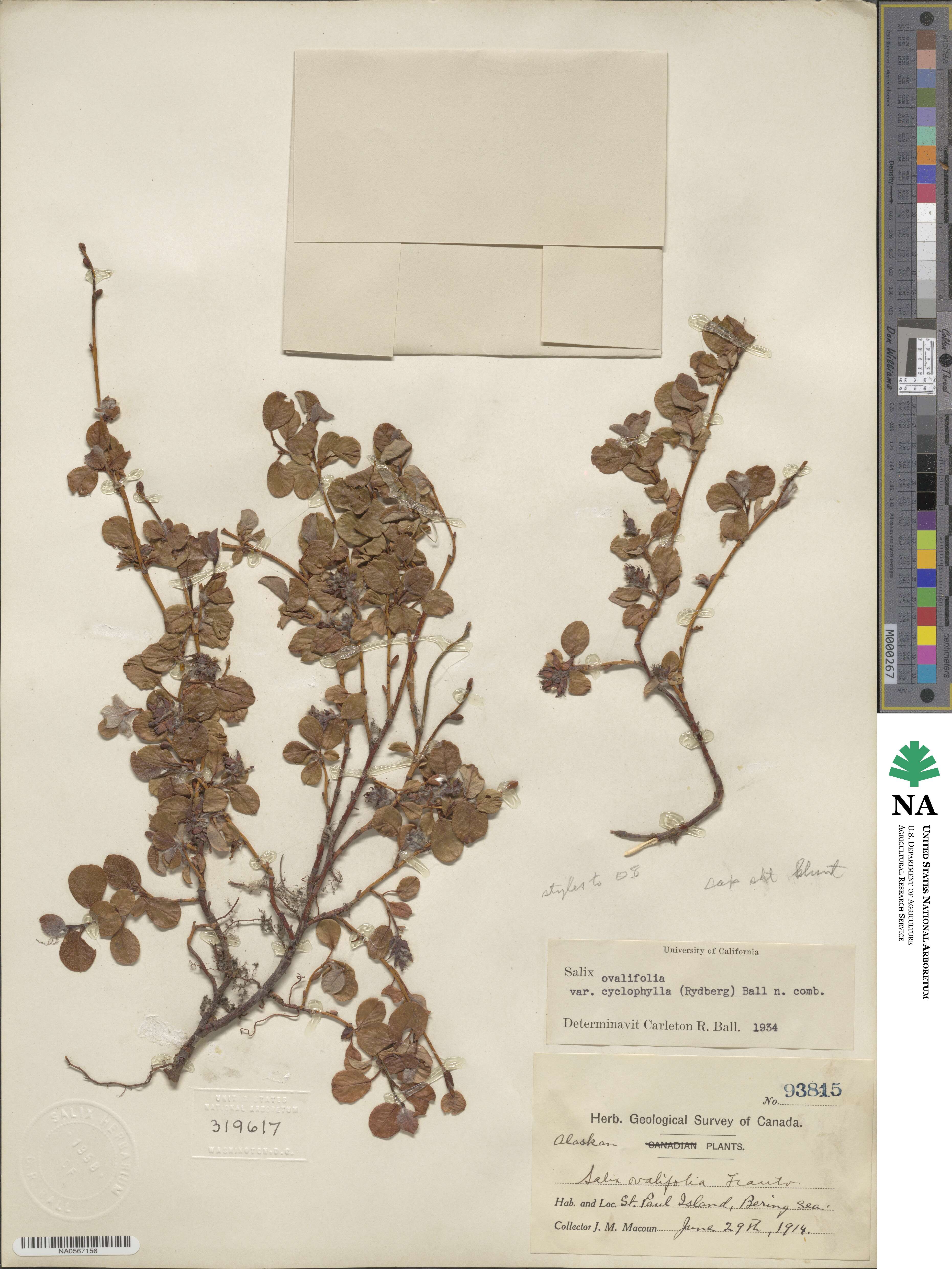 Salix ovalifolia var. cyclophylla image