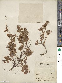 Salix ovalifolia var. cyclophylla image