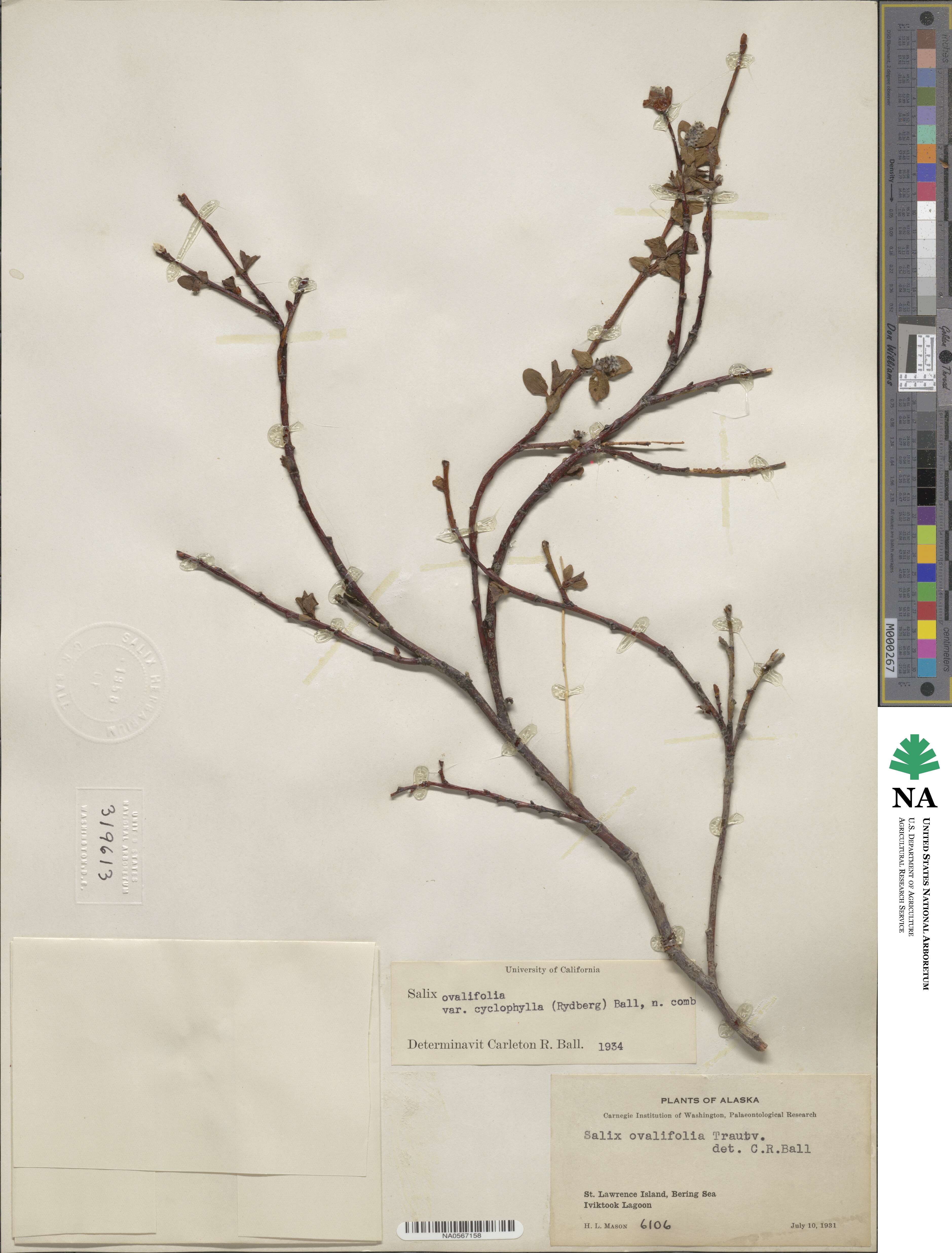 Salix ovalifolia var. cyclophylla image