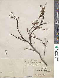 Salix ovalifolia var. cyclophylla image