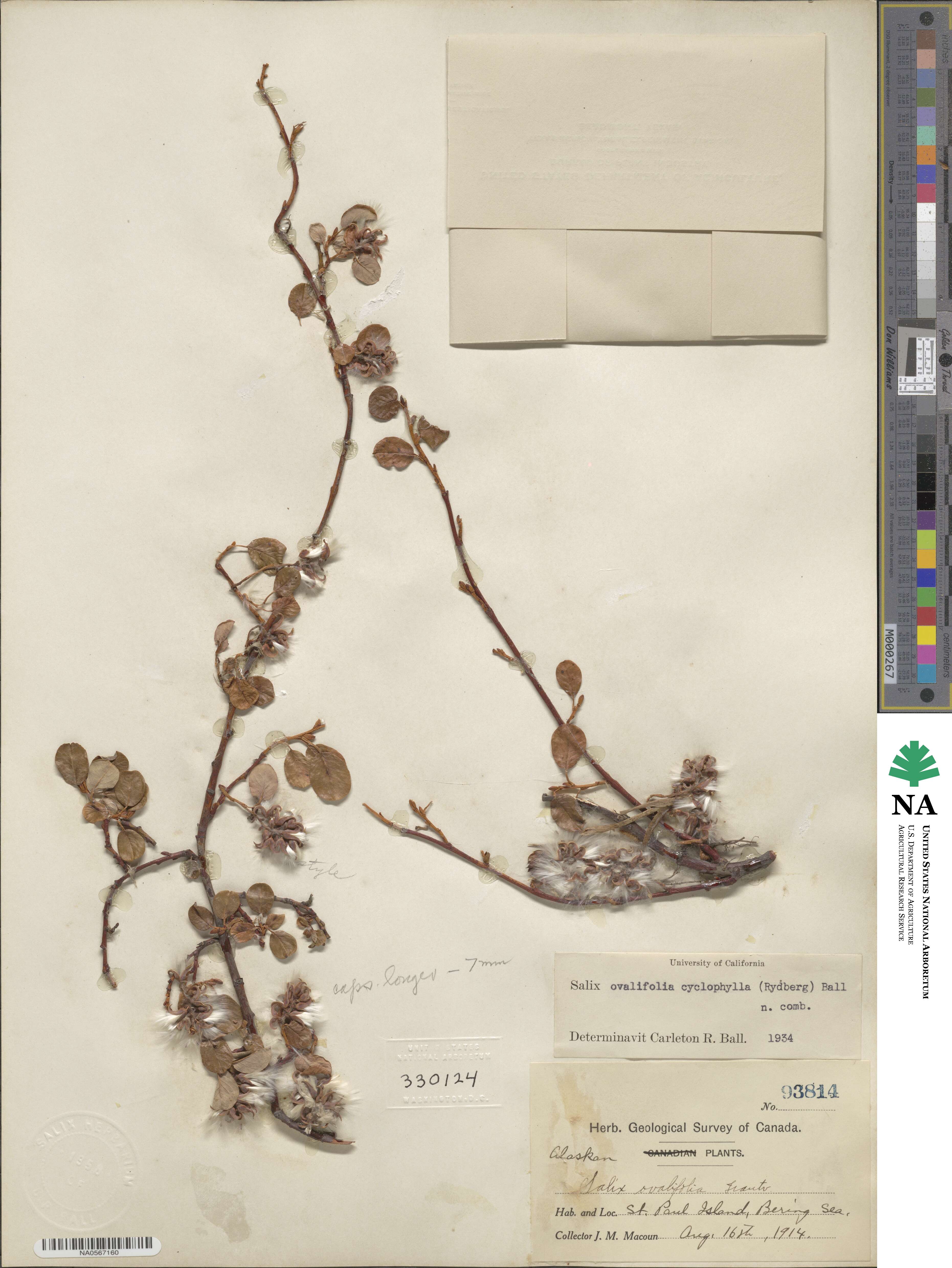 Salix ovalifolia var. cyclophylla image