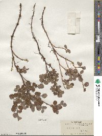 Salix ovalifolia var. cyclophylla image