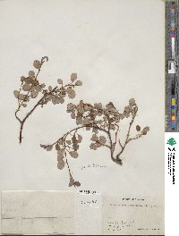 Salix ovalifolia var. cyclophylla image