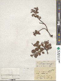 Salix ovalifolia var. cyclophylla image