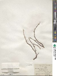 Salix ovalifolia image