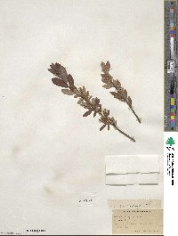 Salix pedicellaris image