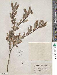 Salix pedicellaris image